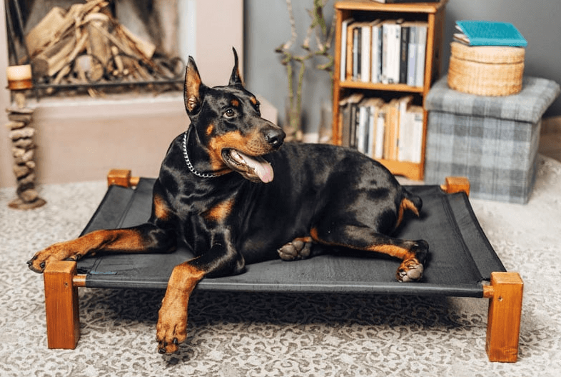 Learn Why Are Doberman Puppies Considered Aggressive