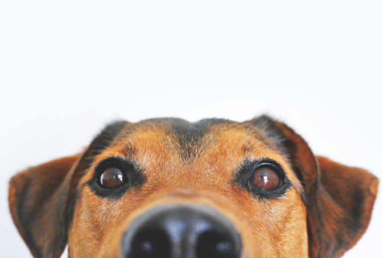 Franchise With Purpose: Empower Pet Owners and Create Smiles