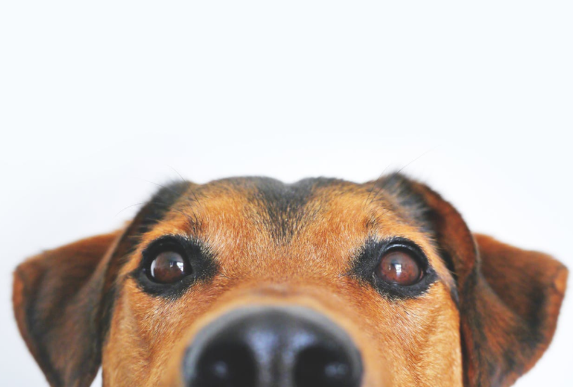 Franchise With Purpose: Empower Pet Owners and Create Smiles